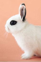 4X回合制游戏《帝国：希腊战争》现已加入官方中文